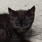 Mau smoke female DOB 6-25-21