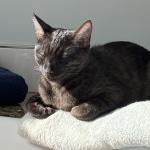 Onyx Mau smoke female DOB 6-25-21