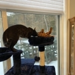 Onyx Mau smoke female DOB 6-25-21