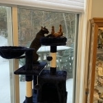 Onyx Mau smoke female DOB 6-25-21