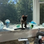 Onyx Mau smoke female DOB 6-25-21