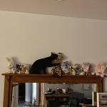 Onyx Mau smoke female DOB 6-25-21