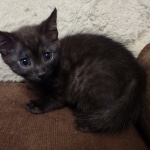 Mau smoke female DOB 6-25-21