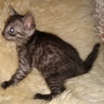 Mau, Smoke, Female, DOB 8-9-20