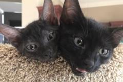 Kinky Egyptian Mau, Smoke Female #1 DOB 9-10-16