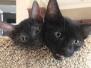 Kinky Egyptian Mau, Smoke Female #1 DOB 9-10-16