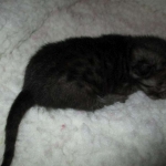 Egyptian Mau Smoke Female DOB 9-10-16