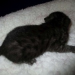 Egyptian Mau, Smoke Female DOB 9-10-16