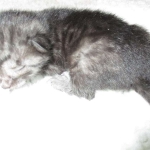 Egyptian Mau, Smoke Female DOB 9-10-16