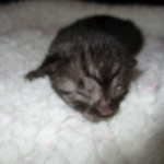 Egyptian Mau, Smoke Female DOB 9-10-16