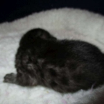 Egyptian Mau Smoke Female DOB 9-10-16