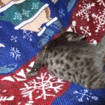 Egyptian Mau, Smoke Female DOB 9-10-16