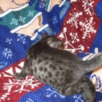 Egyptian Mau, Smoke Female DOB 9-10-16
