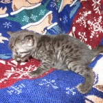 Egyptian Mau, Smoke Female DOB 9-10-16