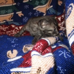 Egyptian Mau, Smoke Female DOB 9-10-16