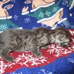 Egyptian Mau, Smoke Female DOB 9-10-16