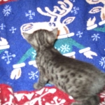 Egyptian Mau, Smoke Female DOB 9-10-16