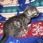 Egyptian Mau, Smoke Female DOB 9-10-16