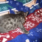Egyptian Mau, Smoke Female DOB 9-10-16