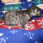 Egyptian Mau, Smoke Female DOB 9-10-16