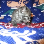 Egyptian Mau, Smoke Female DOB 9-10-16