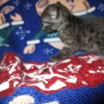 Egyptian Mau, Smoke Female DOB 9-10-16