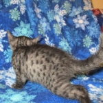Egyptian Mau, Smoke Female DOB 9-10-16