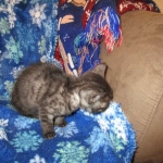 Egyptian Mau, Smoke Female DOB 9-10-16