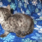Egyptian Mau, Smoke Female DOB 9-10-16
