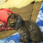 Egyptian Mau, Smoke Female DOB 9-10-16