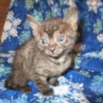 Egyptian Mau, Smoke Female DOB 9-10-16