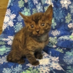 Egyptian Mau, Smoke Female DOB 9-10-16