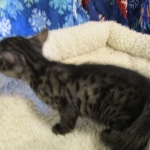 Egyptian Mau, Smoke Female DOB 9-10-16