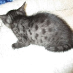 Egyptian Mau, Smoke Female DOB 9-10-16