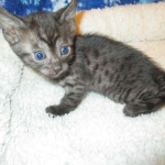 Egyptian Mau, Smoke Female DOB 9-10-16