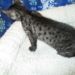 Egyptian Mau, Smoke Female DOB 9-10-16