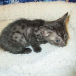 Egyptian Mau, Smoke Female DOB 9-10-16