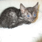 Egyptian Mau, Smoke Female DOB 9-10-16