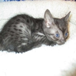 Egyptian Mau, Smoke Female DOB 9-10-16