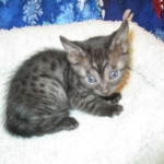 Egyptian Mau Smoke Female DOB 9-10-16