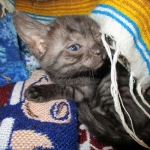 Egyptian Mau Smoke Female DOB 9-10-16