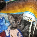 Egyptian Mau Smoke Female DOB 9-10-16