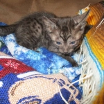 Egyptian Mau Smoke Female DOB 9-10-16