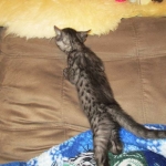 Egyptian Mau Smoke Female DOB 9-10-16