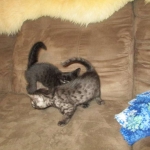 Egyptian Mau Smoke Female DOB 9-10-16