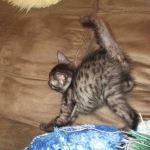 Egyptian Mau Smoke Female DOB 9-10-16