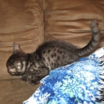 Egyptian Mau Smoke Female DOB 9-10-16