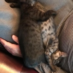 Kinky and Ragnar, smoke Maus DOB 9-10-16