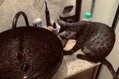 Shadow Egyptian Mau Smoke Female #2 DOB 6-25-21