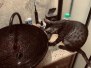 Shadow Egyptian Mau Smoke Female #2 DOB 6-25-21